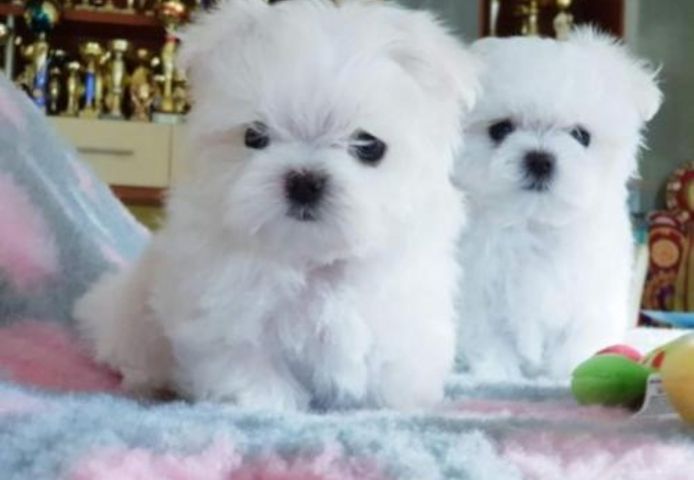 SьЯe Mini Malteser Welpen