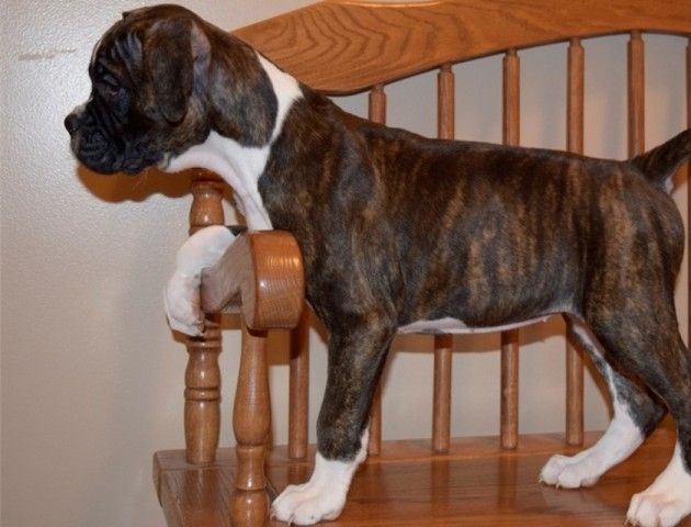 Wunderschцne Boxer Welpen