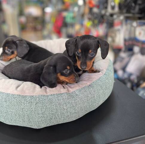 Dachshunds