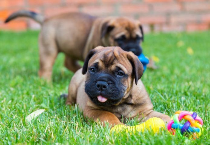 Gesunde Shar-Pei-Welpen zu verkaufen.