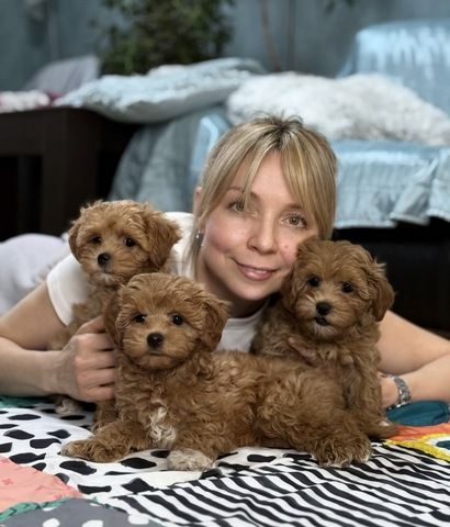 Maltipoo-Welpen suchen ein neues Zuhause