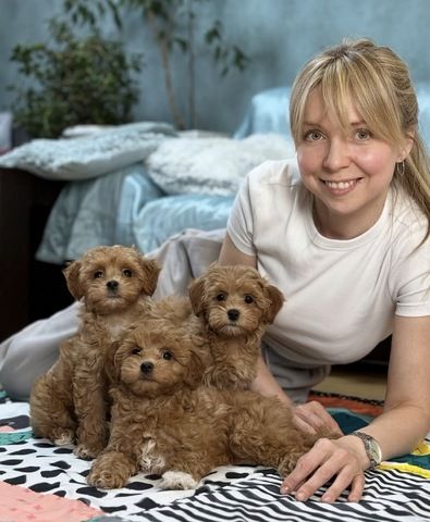 Maltipoo-Welpen suchen ein neues Zuhause.