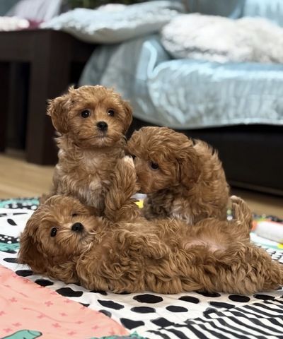 Maltipoo-Welpen suchen ein neues Zuhause