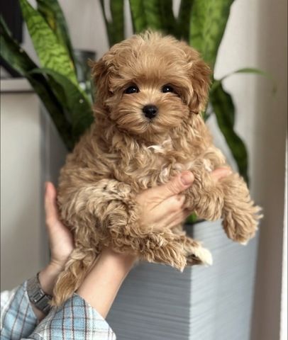 Maltipoo-Welpen suchen ein neues Zuhause.