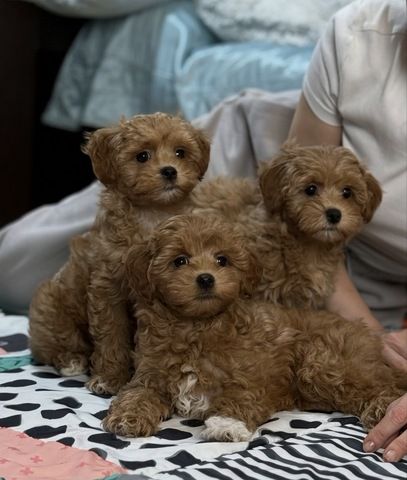 3 Maltipoo-Welpen suchen ein neues Zuhause.