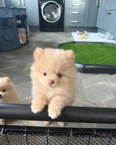 Zwergspitz-Welpen (Pomeranian) abzugeben.