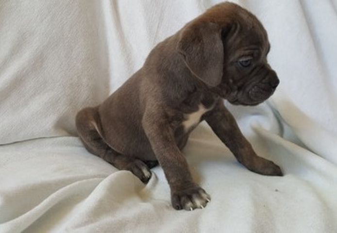 Cane-Corso-Welpen abzugeben.