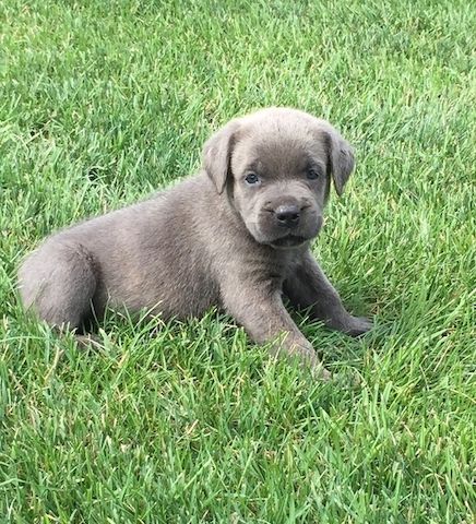 Cane-Corso-Welpen abzugeben.