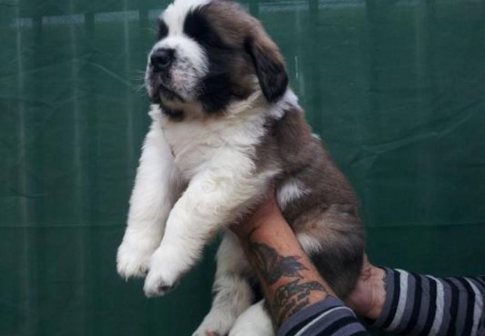 Berner Sennenhundwelpen