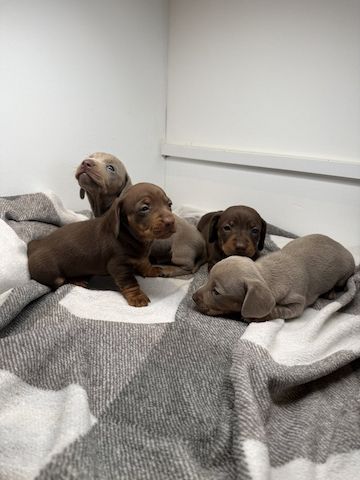 Mini-Dackelwelpen zu verkaufen