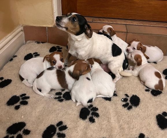 Bezaubernde KC Jack Russell Terrier Welpen zu verkaufen
