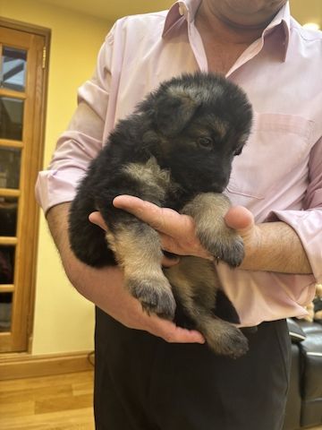 Deutsche Schäferhundwelpen zu verkaufen