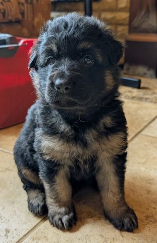 Deutsche Schäferhundwelpen zu verkaufen