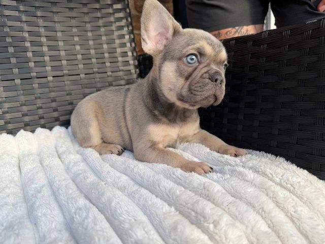 Reinrassige Französische Bulldoggenwelpen zu verkaufen