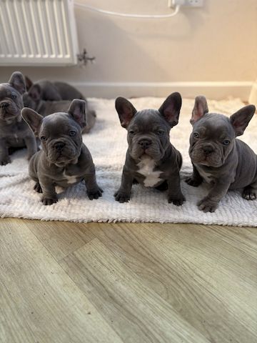 Reinrassige Französische Bulldoggenwelpen zu verkaufen