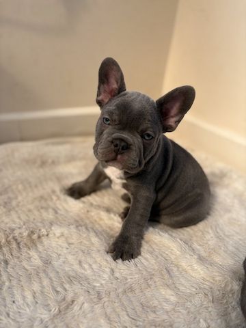 Reinrassige Französische Bulldoggenwelpen zu verkaufen