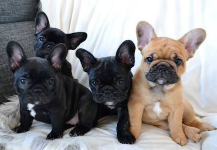 französische Bulldoggenwelpen