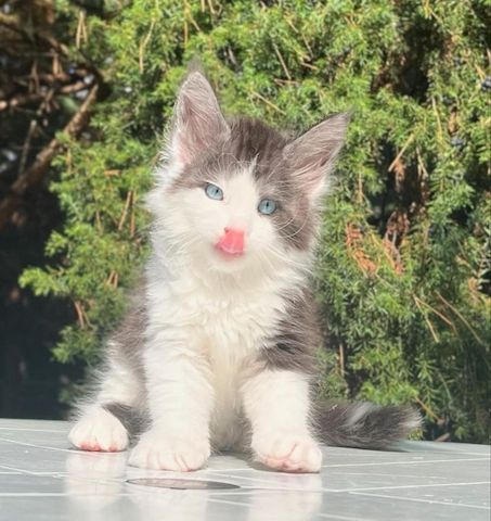 Bezaubernde Maine-Coon-Kätzchen abzugeben! 🐾🐱