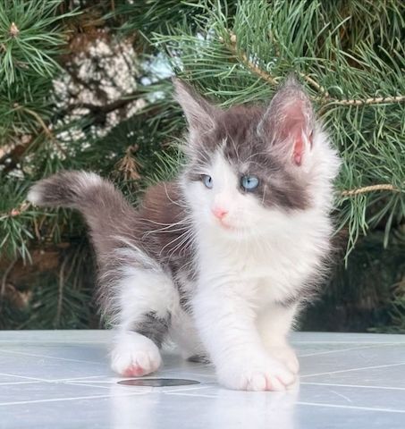 Bezaubernde Maine-Coon-Kätzchen abzugeben! 🐾🐱