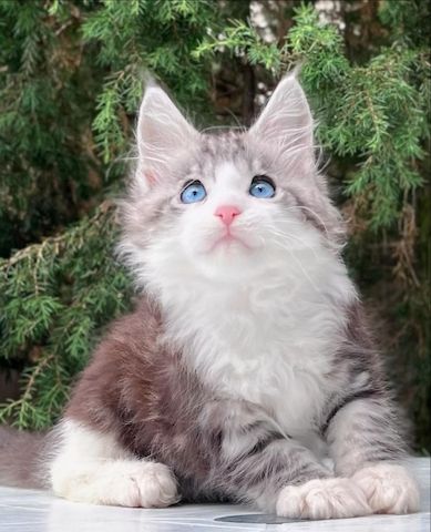 🐾 Unsere bezaubernden Maine-Coon-Kätzchen suchen ein neues Zuhause.