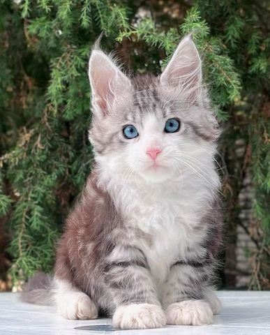🐾 Unsere bezaubernden Maine-Coon-Kätzchen suchen ein neues Zuhause.