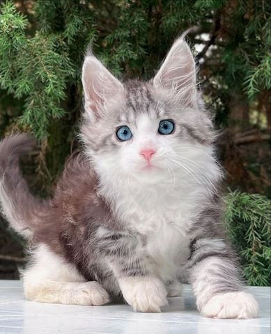 🐾 Unsere bezaubernden Maine-Coon-Kätzchen suchen ein neues Zuhause.