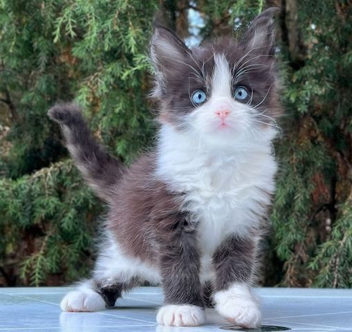 Maine-Coon-Kätzchen zu vermitteln.