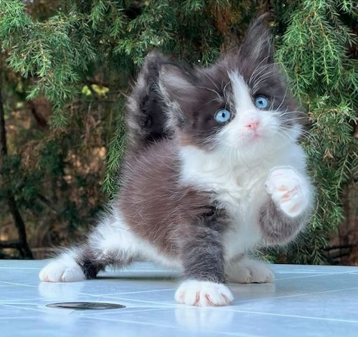 Maine-Coon-Kätzchen zu vermitteln.