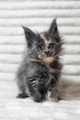 Maine-Coon-Kätzchen (männlich und weiblich) suchen ein neues Zuhause.