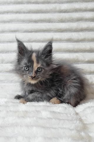 Maine-Coon-Kätzchen (männlich und weiblich) suchen ein neues Zuhause.
