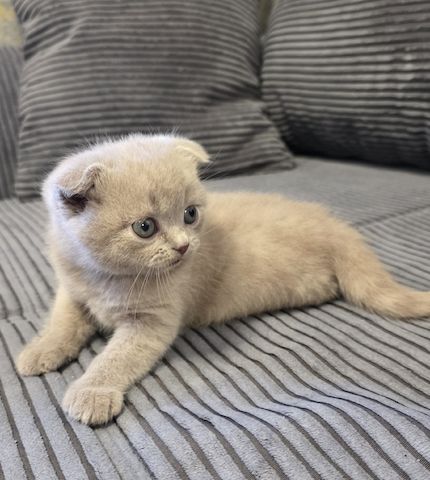 Zucker süße kitten zum Reservieren