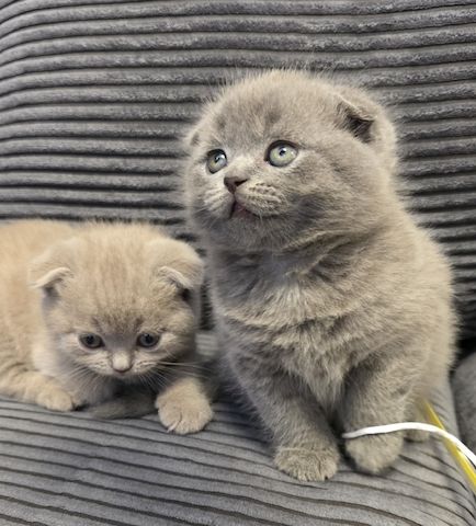 Zucker süße kitten zum Reservieren