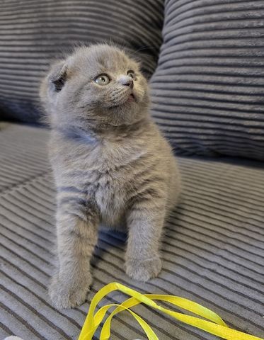 Zucker süße kitten zum Reservieren
