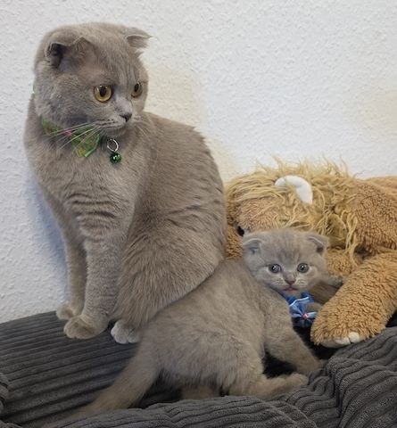 Zucker süße kitten zum Reservieren