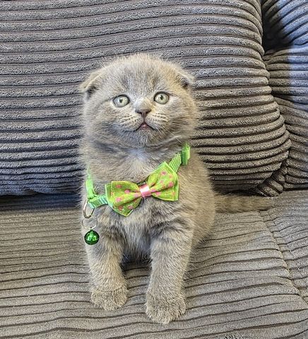 Zucker süße kitten zum Reservieren