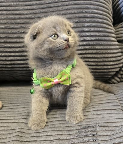 Zucker süße kitten zum Reservieren