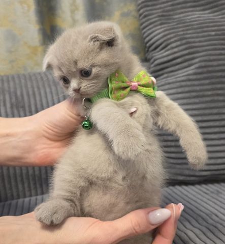 Zucker süße kitten zum Reservieren