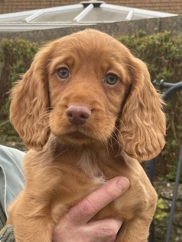 Cocker Spaniel Welpen abzugeben