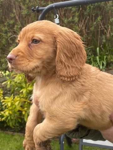 Cocker Spaniel Welpen abzugeben