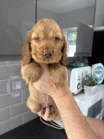 Cocker Spaniel Welpen abzugeben