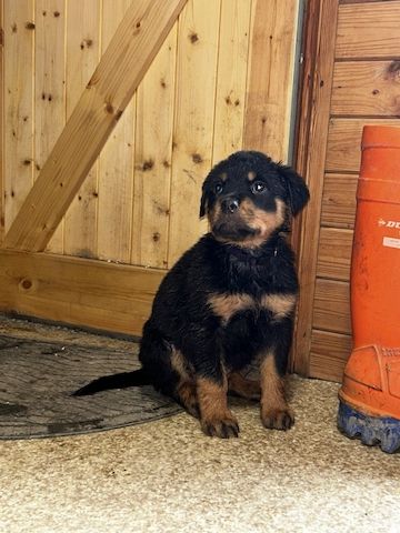 Reinrassige Rottweilerwelpen zu verkaufen