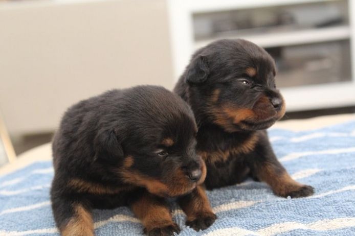 Reinrassige Rottweilerwelpen zu verkaufen