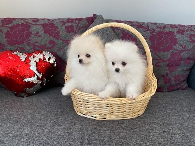 Reinrassige Pomeranianwelpen mit Stammbaum-Ahnentafel