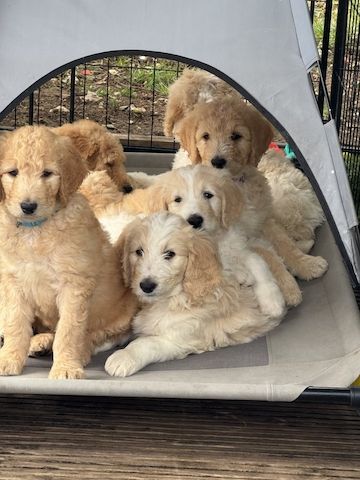 Wunderschöne Goldendoodle-Welpen zu verkaufen