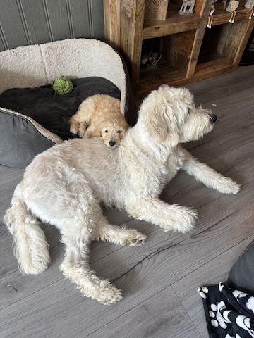 Wunderschöne Goldendoodle-Welpen zu verkaufen