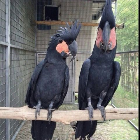 Schwarze Palmkakadus (männlich und weiblich)
