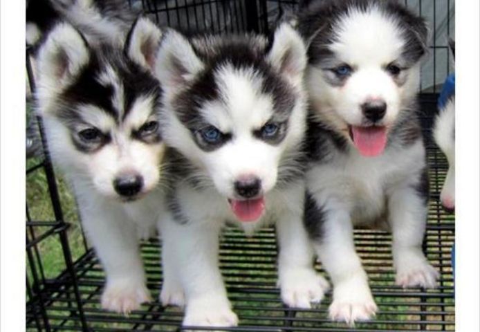 Siberian Husky Welpen suchen neues Zuhause!