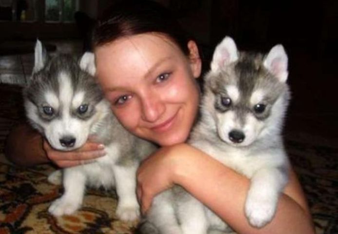Siberian Husky Welpen suchen neues Zuhause!