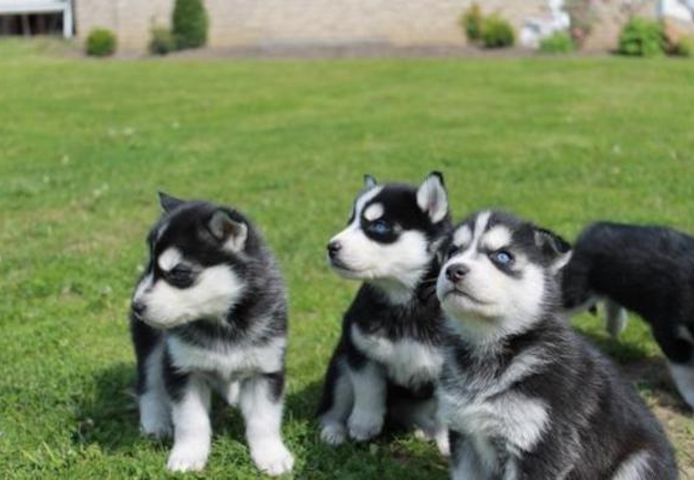 Siberian Husky Welpen suchen neues Zuhause!