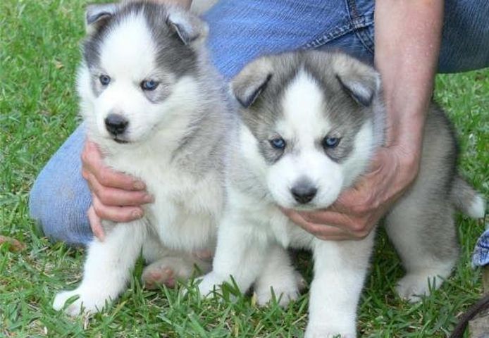 Siberian Husky Welpen suchen neues Zuhause!